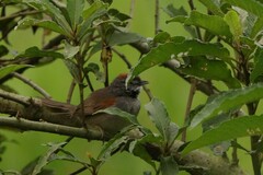 Synallaxis albescens