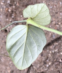 Boerhavia diffusa