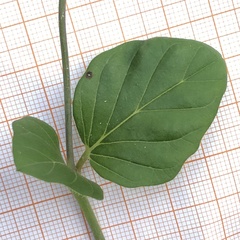 Boerhavia diffusa