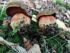 Neoboletus