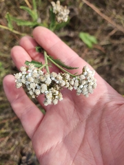 Achillea setacea