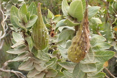 Gomphocarpus cancellatus