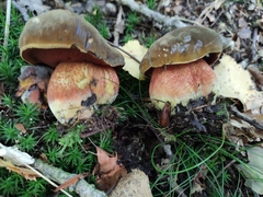 Neoboletus