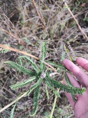 Achillea setacea
