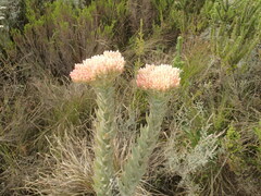 Syncarpha milleflora