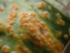 Pucciniaceae