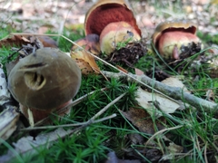 Neoboletus