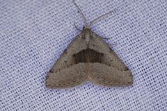 Dichromodes leptozona