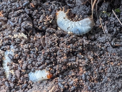 Oryctes nasicornis