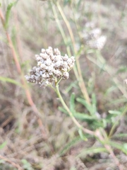 Achillea setacea