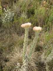 Syncarpha milleflora