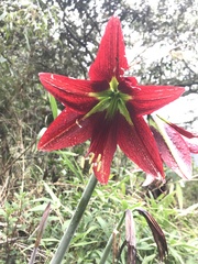 Hippeastrum machupijchense