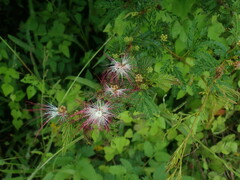 Calliandra