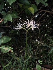 Lycoris × albiflora