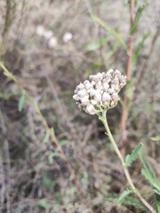 Achillea setacea