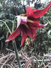 Hippeastrum machupijchense