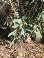 Eucalyptus melliodora
