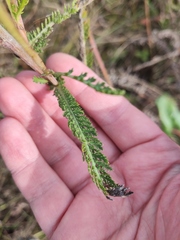 Achillea setacea