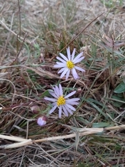 Tripolium pannonicum