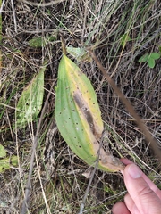 Plantago urvillei