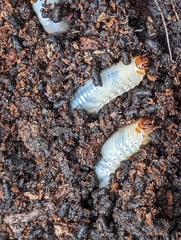 Oryctes nasicornis