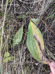 Plantago urvillei