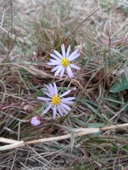 Tripolium pannonicum