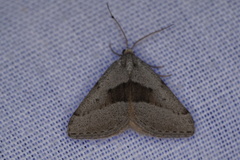 Dichromodes leptozona