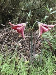 Hippeastrum machupijchense
