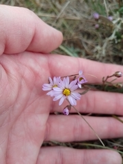 Tripolium pannonicum