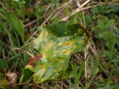 Pucciniaceae