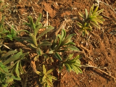 Felicia mossamedensis