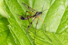 Ptychoptera contaminata
