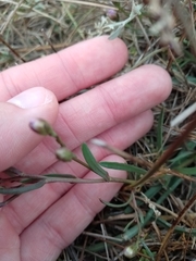 Tripolium pannonicum