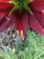 Hippeastrum machupijchense