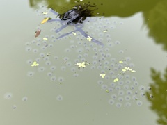Anura