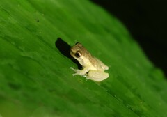Dendropsophus columbianus