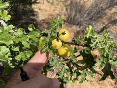 Solanum linnaeanum