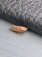 Aphrodes