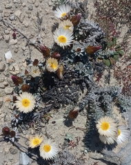 Helichrysum retortum