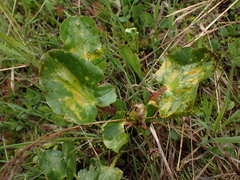 Pucciniaceae