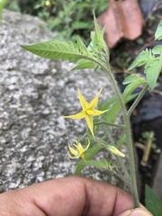 Solanum lycopersicum cerasiforme