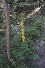 Verbascum