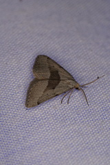 Dichromodes leptozona