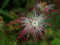 Calliandra