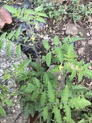 Solanum lycopersicum cerasiforme