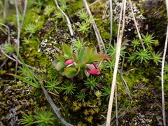 Vaccinium cespitosum