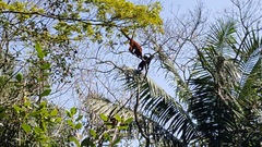 Alouatta guariba