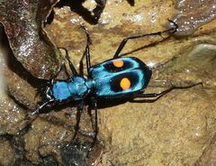 Pseudoxycheila bipustulata