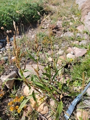 Rumex salicifolius